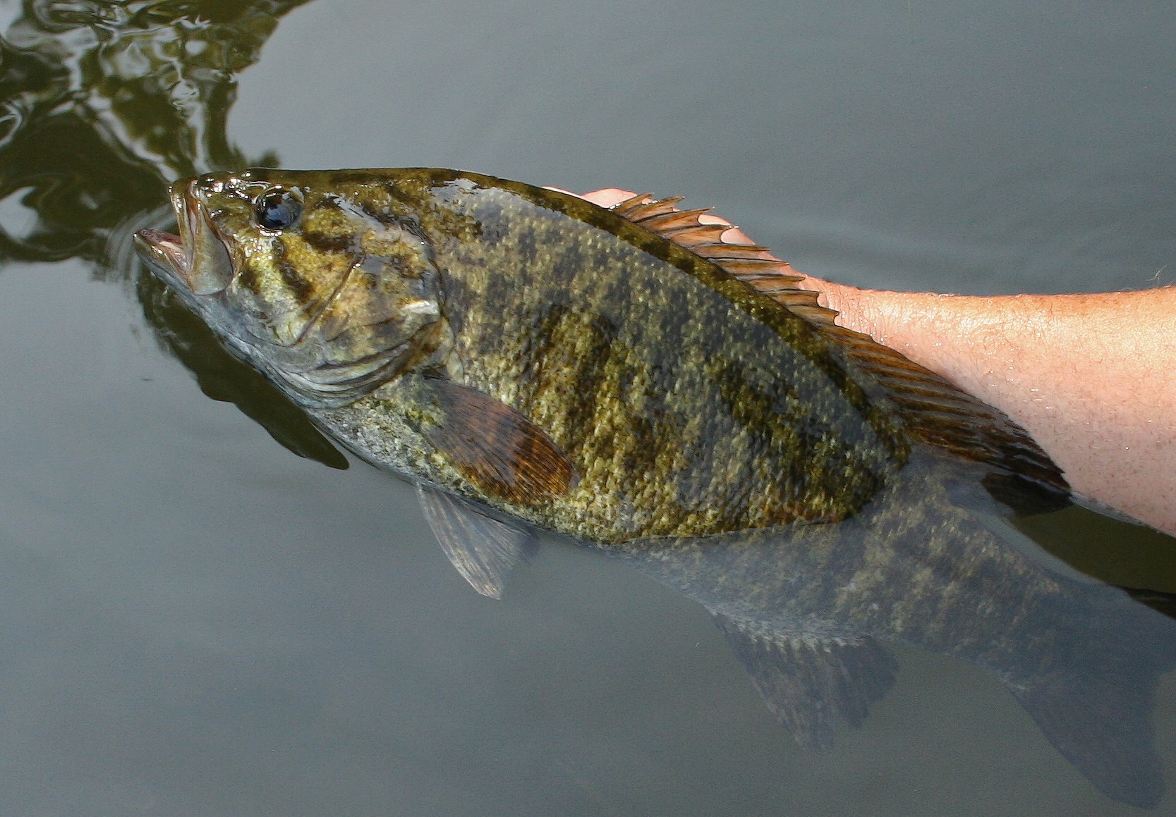 Day and night summer smallmouth bass