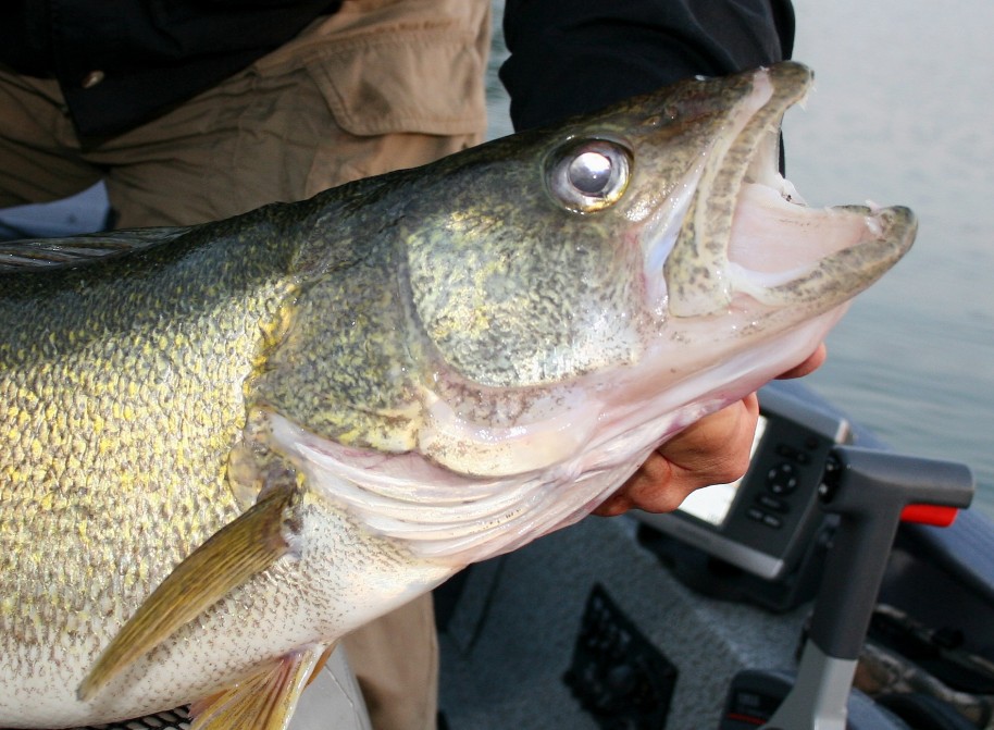 If you'd like to catch a trophy walleye, it isn't necessary to travel to the northern states or Canada. Do your homework and you'll find trophy walleyes like this eleven-plus pound fish in many southern reservoirs. 