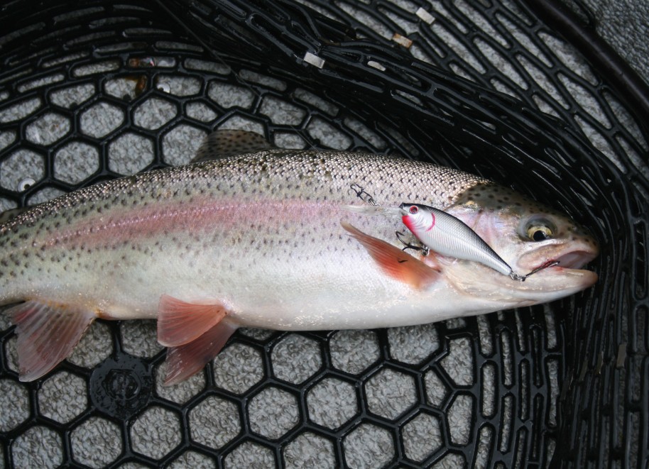 On clear, sunny days when trout aren't striking shallow running lures, try small deep-diving lures like Countdown Rapalas, Shad Raps or Flicker Shads. Find the right depth and you'll find trout willing to strike. 
