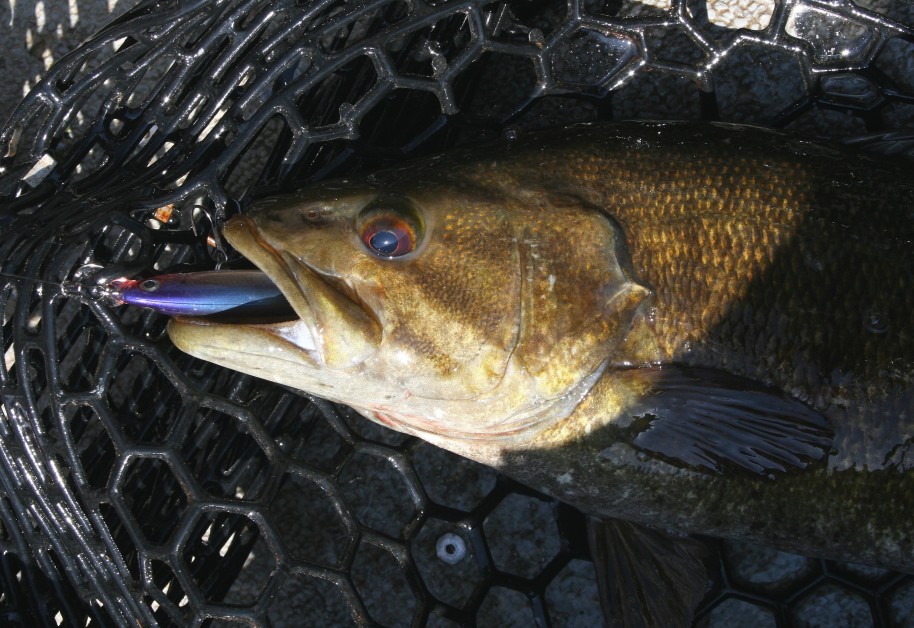 Find the right combination of size, color and presentation and prespawn smallmouths will often engulf lures. 
