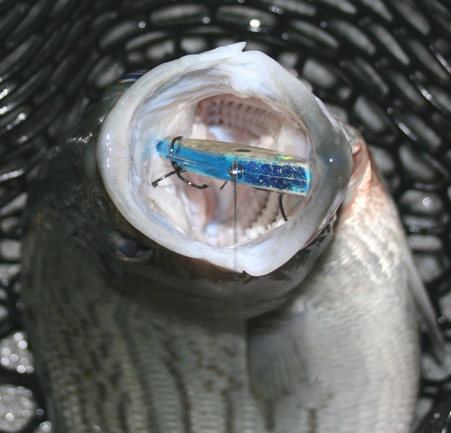 Larger hybrids often feed beneath smaller surface-feeding fish so a Rat-L-Trap retrieved along bottom will often take the biggest fish of the night.